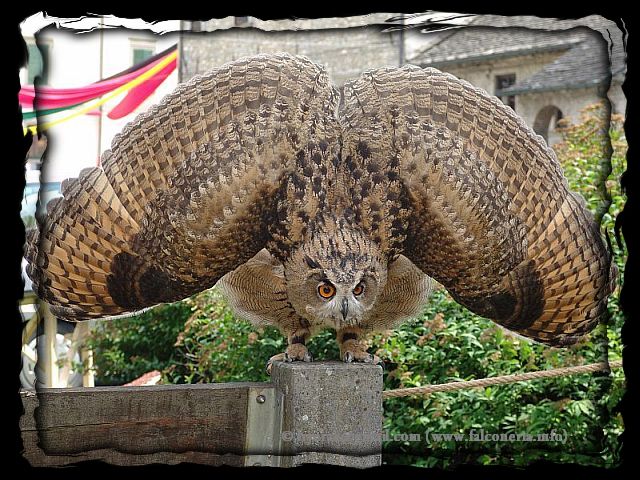 Biologia Dei Rapaci Notturni Strigiformi Strigiformes